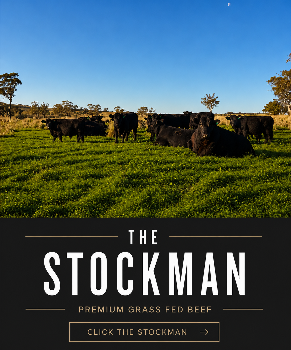 The Stockman