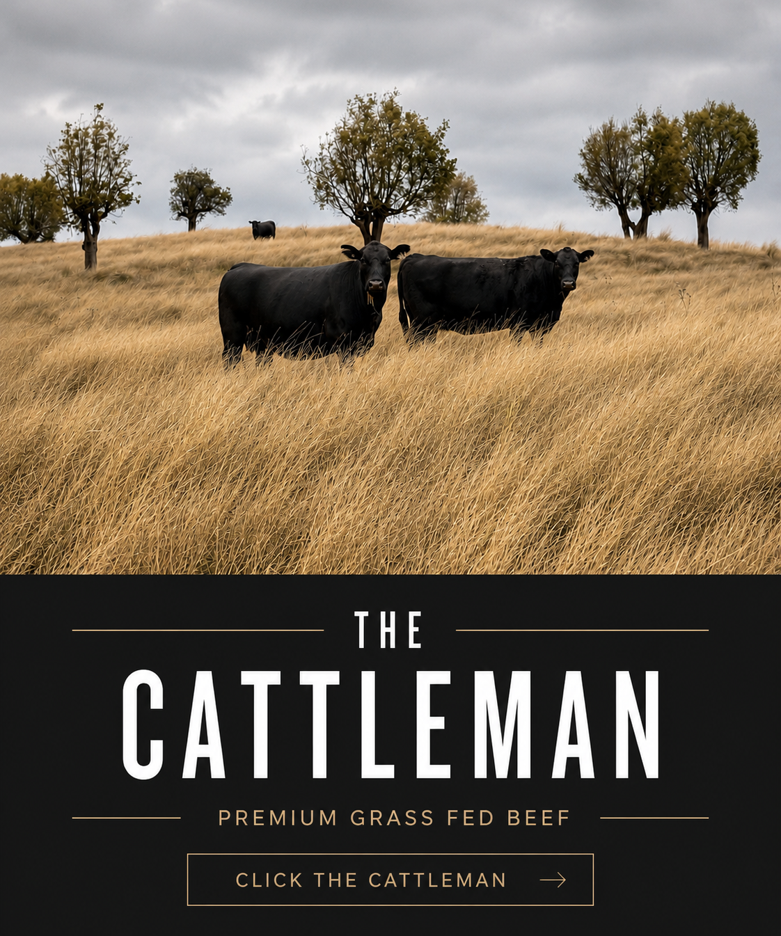 The Cattleman