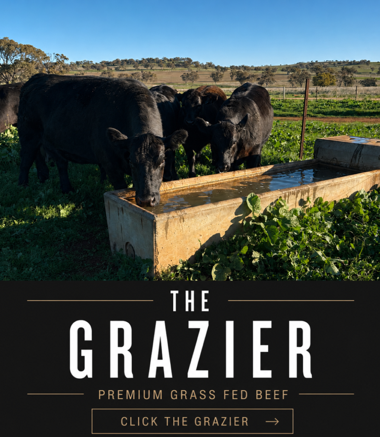 The Grazier